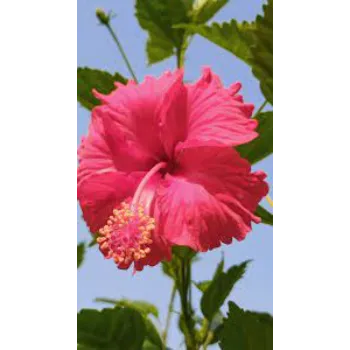 Tropical Flowers